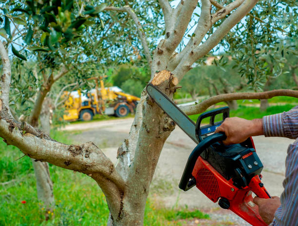 Best Commercial Tree Services  in Rden, WA